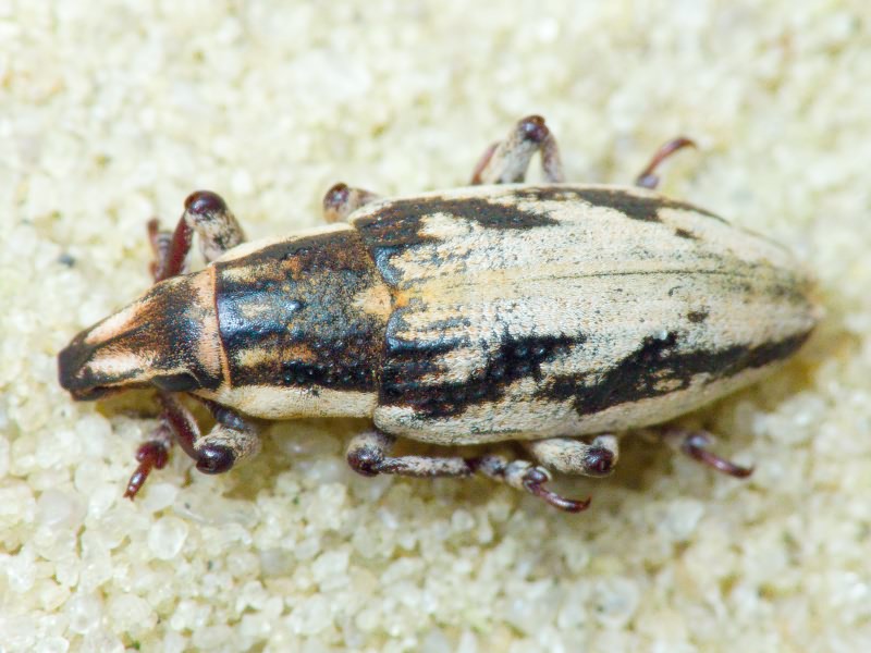 Bothynoderes declivis (Olivier, 1807)